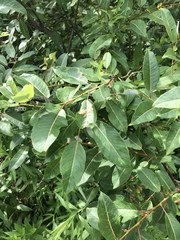 Salix pseudomonticola
