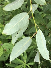 Salix pseudomonticola