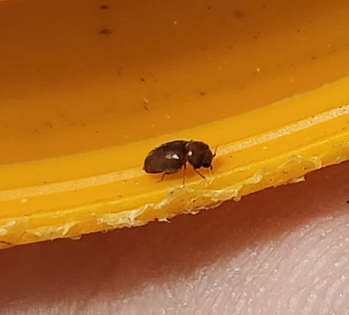 Tobacco Beetle photo 6