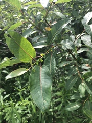 Salix pseudomonticola