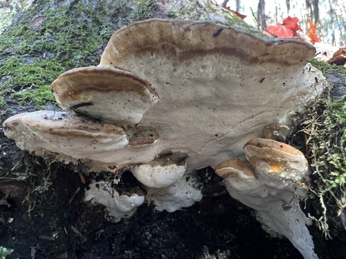 Poplar Bracket