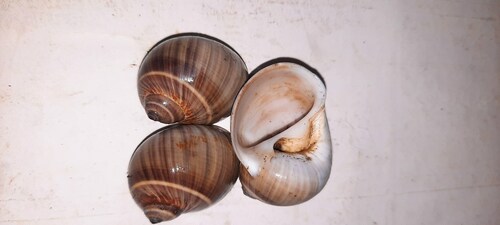 Natica unifasciata, 2024-11-24