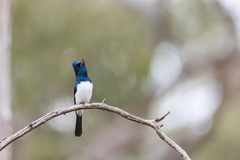 Satin Flycatcher photo 2