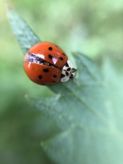 Harmonia axyridis