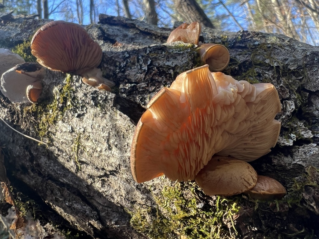 Late Oyster