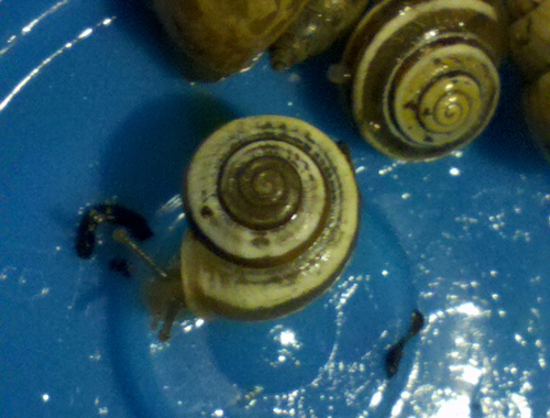 Vagrant Scrubsnail