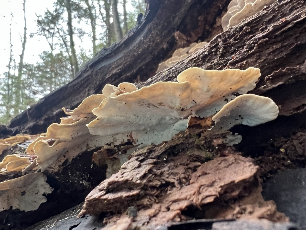 turkey-tail