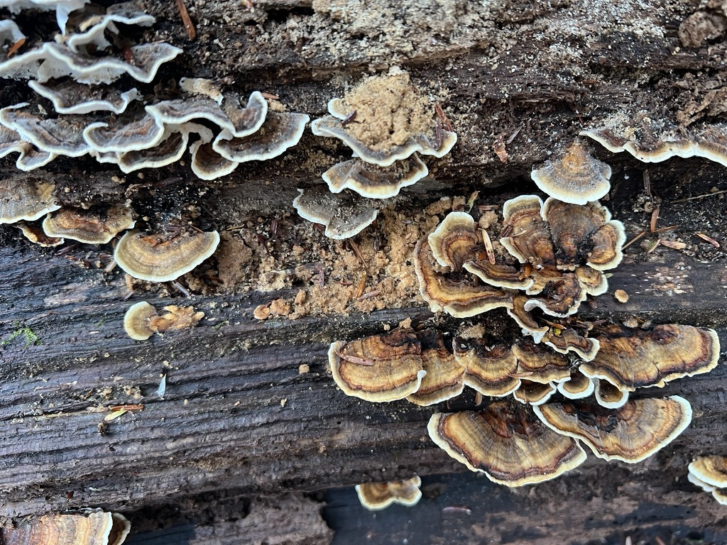 turkey-tail
