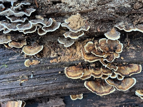 turkey-tail