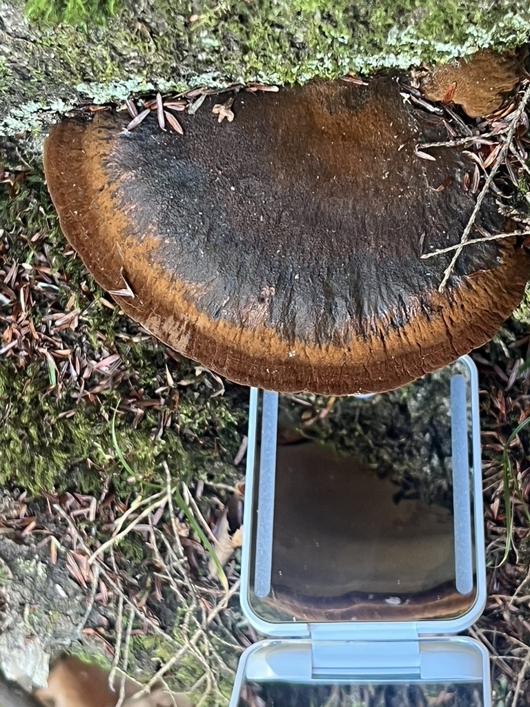 Resinous Polypore
