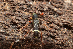 Cyrtoclytus capra