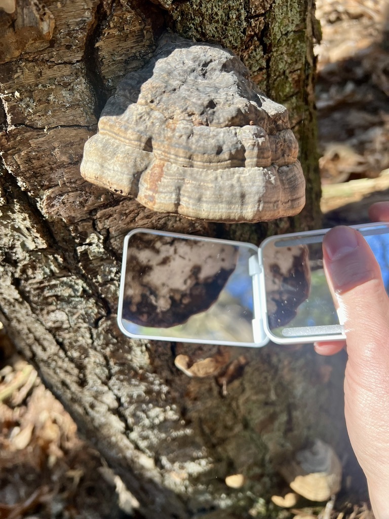 Tinder Polypore