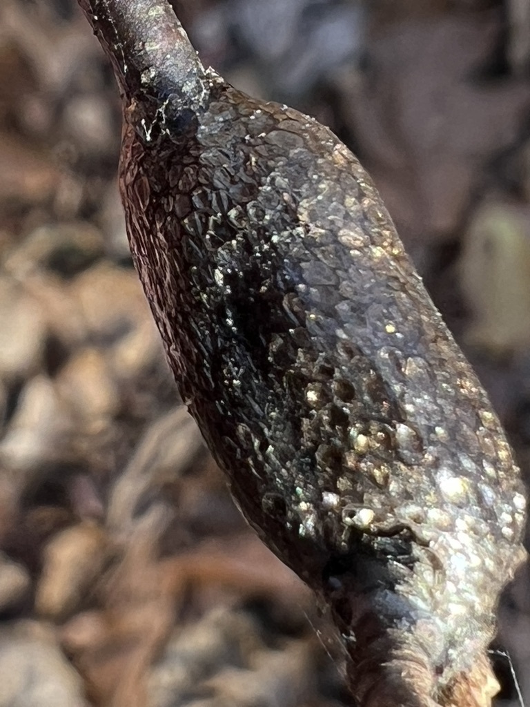 Eastern Tent Caterpillar Moth