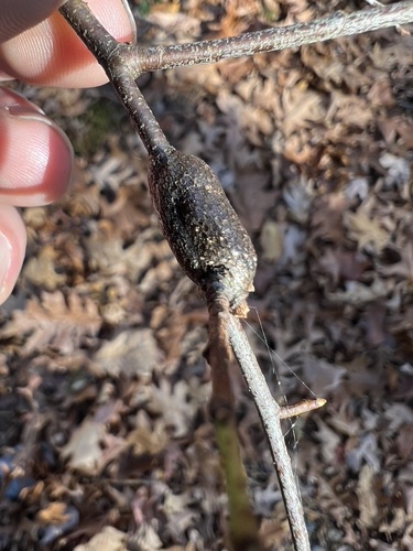 Eastern Tent Caterpillar Moth