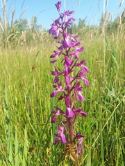 Anacamptis palustris