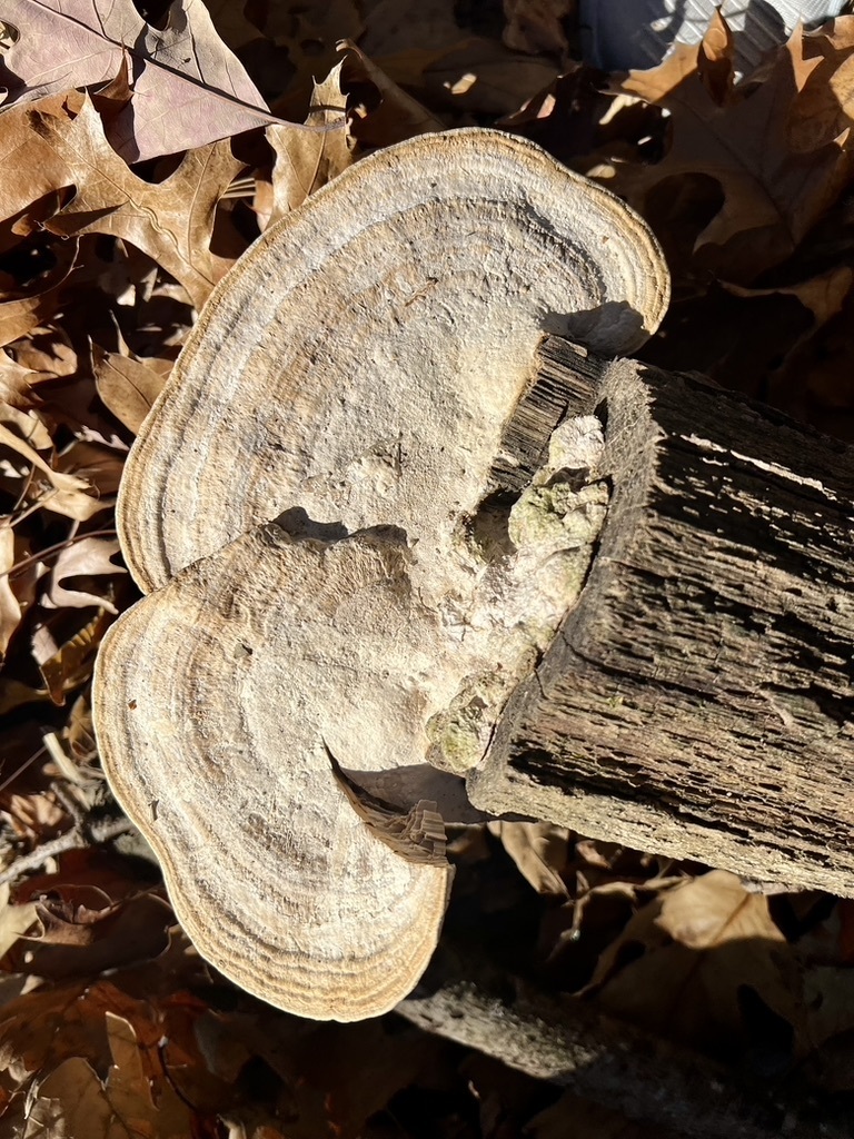 Thin-walled Maze Polypore