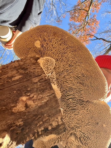 Thin-walled Maze Polypore