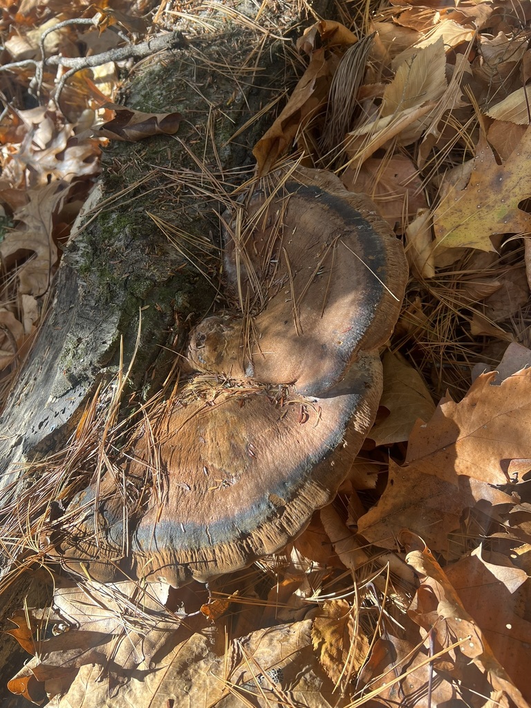 Resinous Polypore