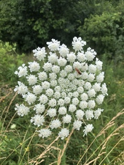 Daucus carota