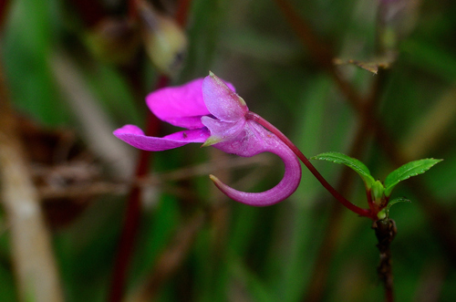 Image of Impatiens chinensis by (c) Chandu Bandi, some rights reserved (CC BY)