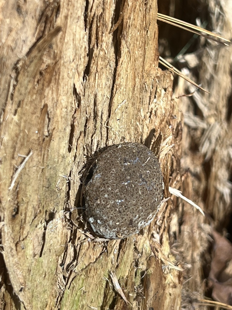 common earthball