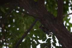 Melanerpes rubricapillus