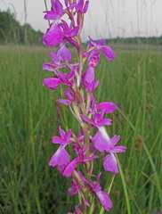 Anacamptis palustris