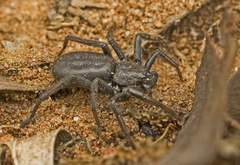 Trachycosmidae