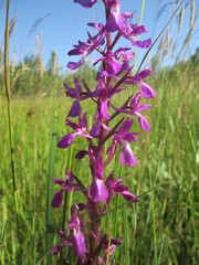 Anacamptis palustris
