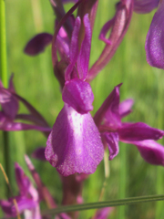 Anacamptis palustris