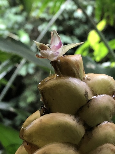 Image of Calathea crotalifera by (c) Jared Shorma, some rights reserved (CC BY)