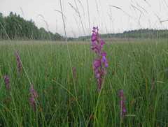 Anacamptis palustris