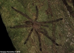 Poecilotheria subfusca
