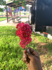 Centranthus ruber