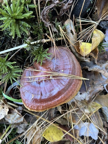 Artist's Brackets, Reishi, and Allies