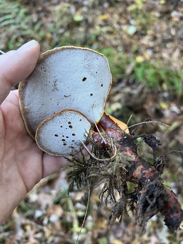 Artist's Brackets, Reishi, and Allies