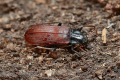 Melandrya dubia