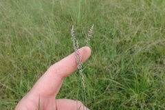 Polygala appendiculata