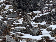 Tetraogallus tibetanus