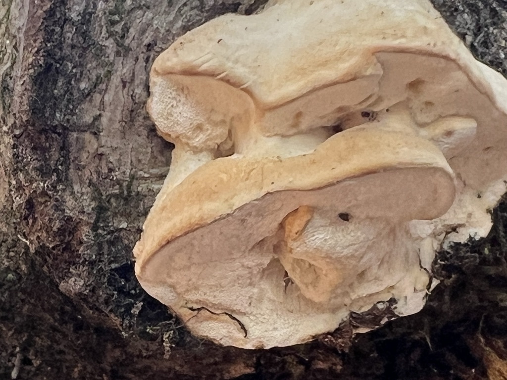 fragrant bracket