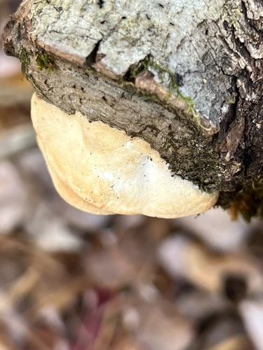 fragrant bracket