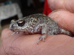 Pseudophryne guentheri