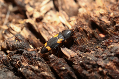 Dircaea quadriguttata