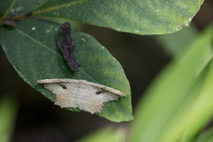 Phalacra strigata