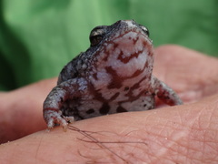 Pseudophryne guentheri