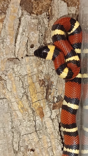 Tamaulipan Milksnake