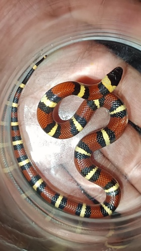 Tamaulipan Milksnake