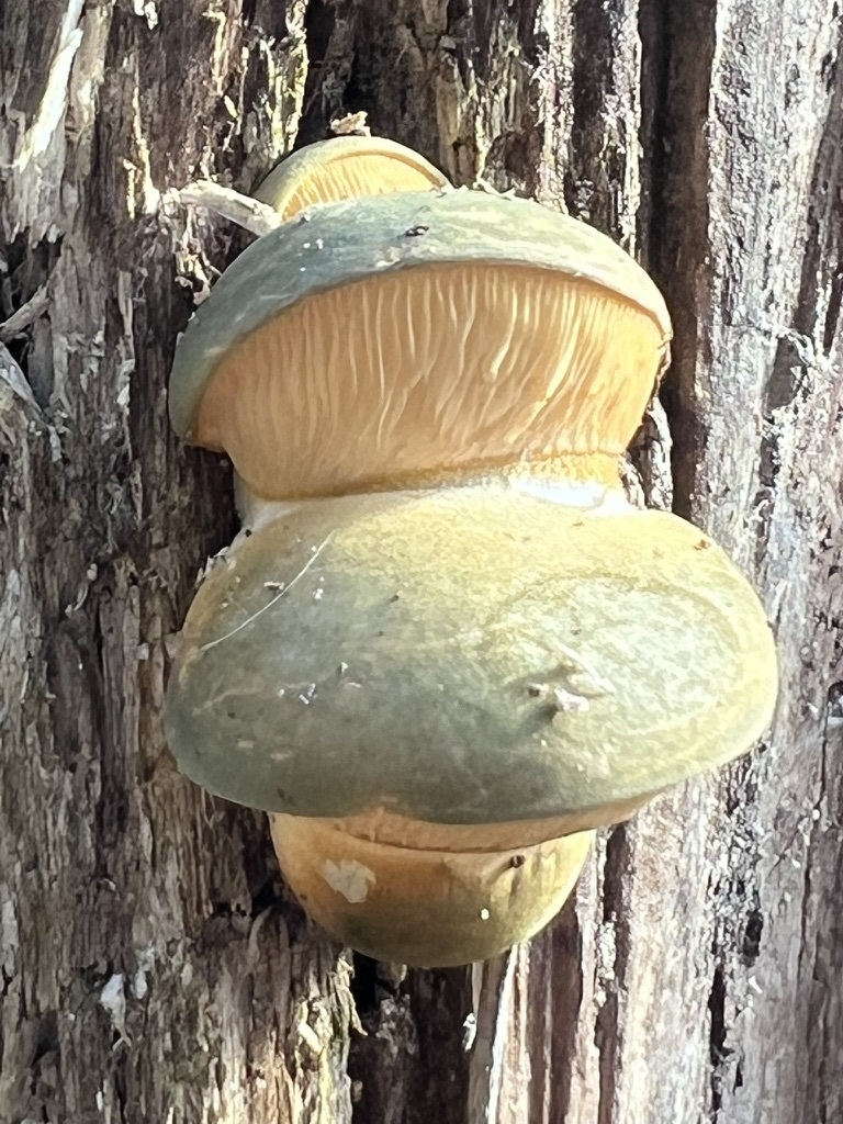 Late Oyster