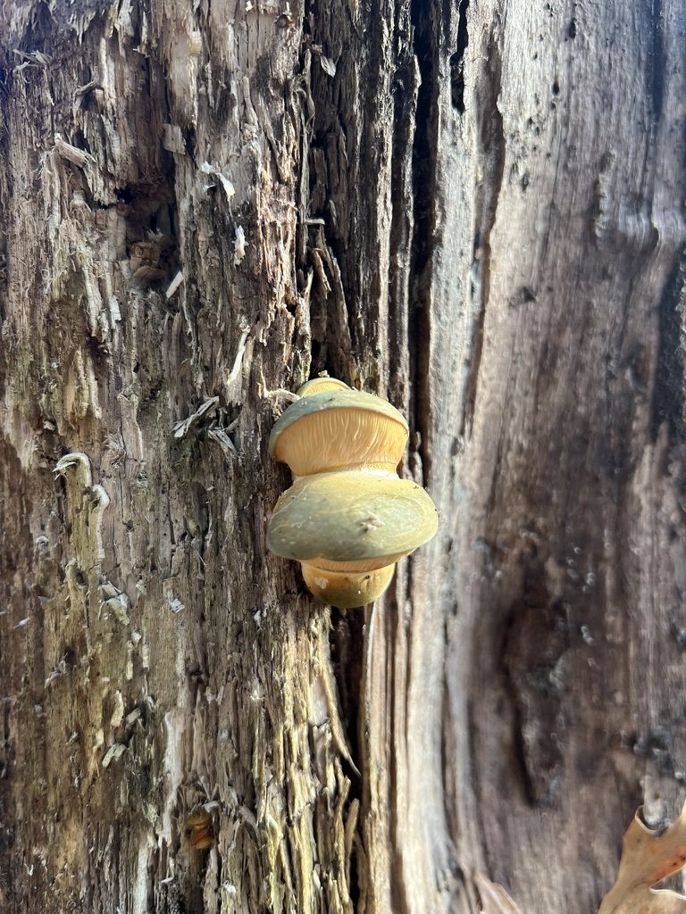 Late Oyster
