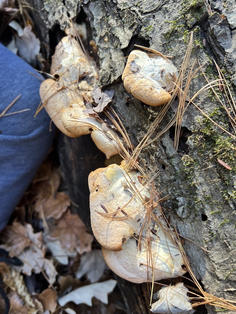 Stinking Orange Oyster